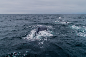 Obraz premium Humpback whale (Megaptera novaeangliae) in Machalilla National Park, Ecuador