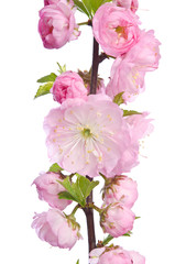 Fototapeta na wymiar Beautiful spring pink flowers isolated on white background