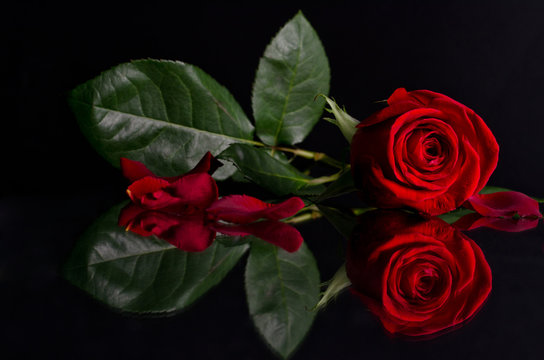 beautiful red rose on black background.Photo with reflection