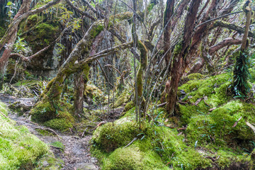 Forest of Polylepis trees in National Park Cajas, Ecuador