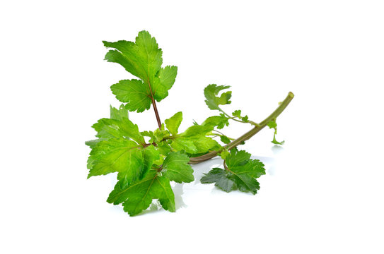 Celery or Sagebrush with stem on white background