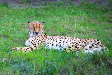 Cheetah on vacation