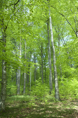 Obraz premium Buchenwald, Wald, Fruehjahr