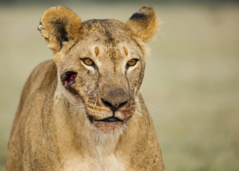 Wounded Lioness