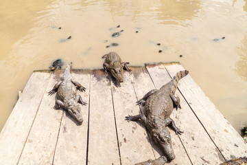 The yellow-spotted Amazon river turtle (Podocnemis unifilis) and spectacled caiman (Caiman crocodilus) in Fundo Pedrito animal farm in village Barrio Florido near Iquitos, Peru