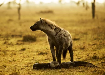 Fotobehang Hyena Hyena met vlees