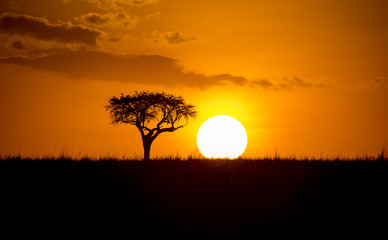African Sunset with a tree