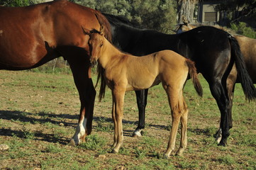 Mare and her foal