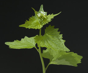 Knoblauchsrauke; Alliaria petiolata