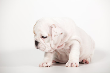 ENGLISH Bulldog puppy on white background