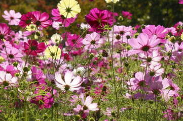 コスモス