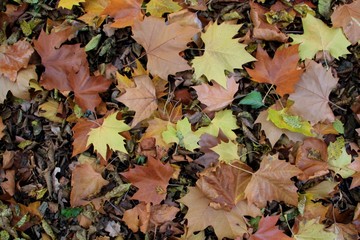 Feuilles mortes.