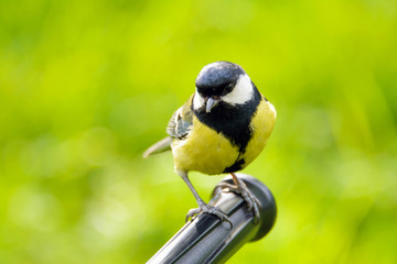 Obraz premium Tit bird large, tit closeup, Parus major, Lives throughout Europe, the Middle East, Central and North Asia, in some parts of North Africa, wildlife, animal planet, songbird.