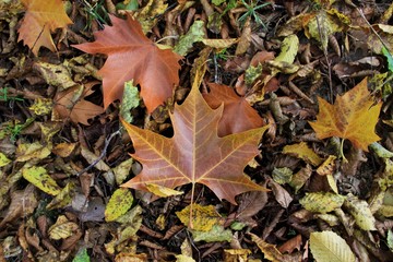 Feuilles d'automne.