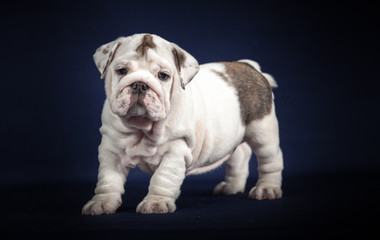 ENGLISH Bulldog puppy on dark background