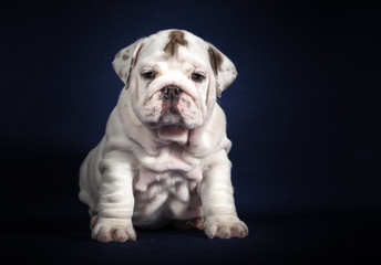 ENGLISH Bulldog puppy on dark background