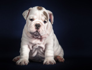 ENGLISH Bulldog puppy on dark background