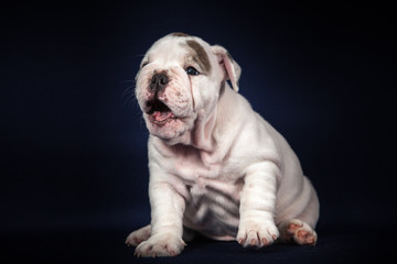 Fototapeta premium ENGLISH Bulldog puppy on dark background