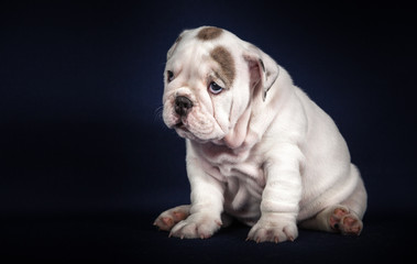 ENGLISH Bulldog puppy on dark background