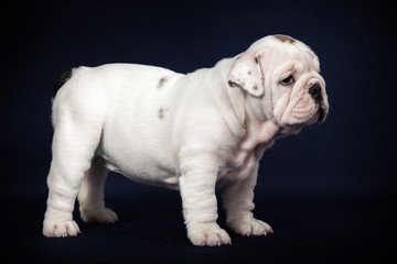 Fototapeta na wymiar ENGLISH Bulldog puppy on dark background