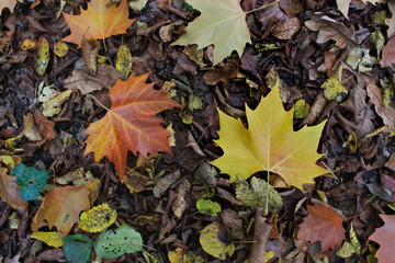 Feuilles d'automne.