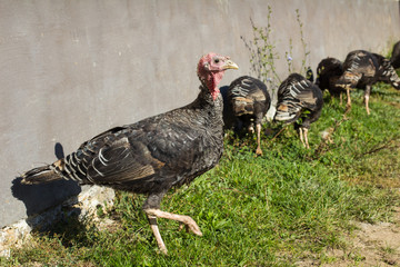 Flock of turkeys grazes on the road