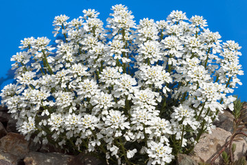 Schleifenblume, Iberis, sempervierens,