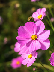 Fototapeta premium コスモス