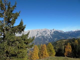 lärchenwald auf der alm