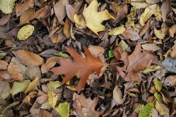 Feuilles mortes.