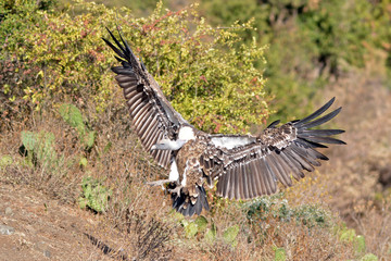 Fototapeta premium vautour africain