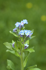 Vergissmeinnicht, Myosotis, sylvatica