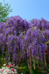 Wisteria flowers