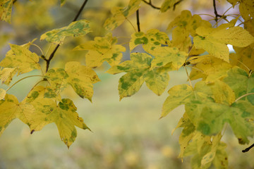 albero alberi autunno foglie colorate natura autunnale