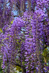 Obraz premium Wisteria flowers