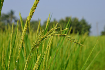 paddy rice