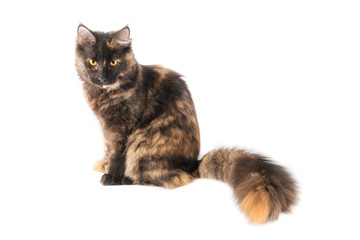 Giovane gatto di razza maine  coon isolato su sfondo bianco