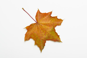 Autumn leaves.Autumn leaf on a withe background.
 