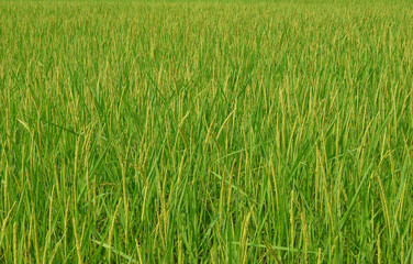 paddy rice
