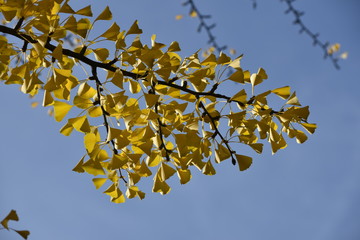 Gelber Gingko im blauen Herbst Himmel