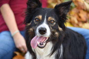 cane sguardo lingua primo paiano cani cane