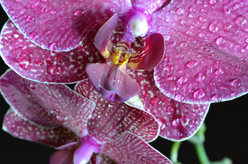 Naklejka na ściany i meble Bright purple orchid with drops of water on a dark background 