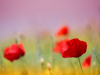 red poppy flowers