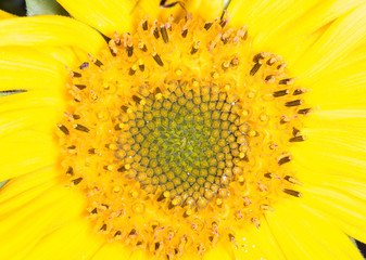 Middle of sunflower closeup for natural background. Selective fo