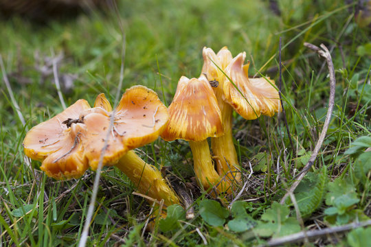 Mushroom Cuphopyllus pratensis