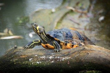 Tortue d'eau