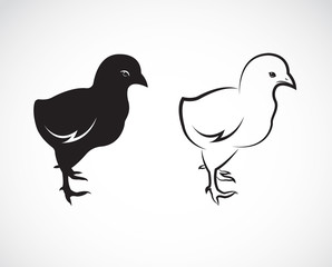 Vector image of an chick design on white background