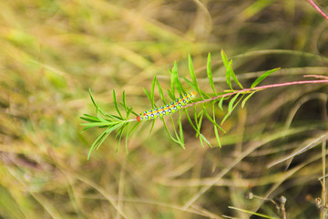 Caterpillar eating leaves