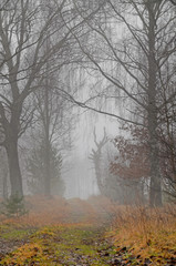 Droga w mglistym, jesiennym lesie