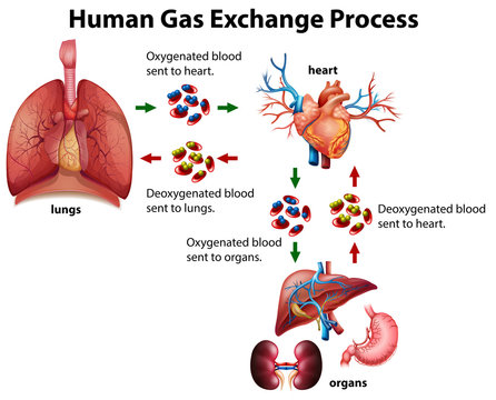Human gas exchange process diagram